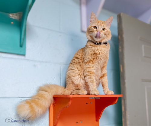 Simba - CCHS, Adult Domestic Long Hair / Mixed (long coat), cat for adoption in Marietta, Georgia