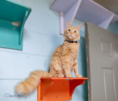 Simba - CCHS, Adult Domestic Long Hair / Mixed (long coat), cat for adoption in Smyrna, Georgia