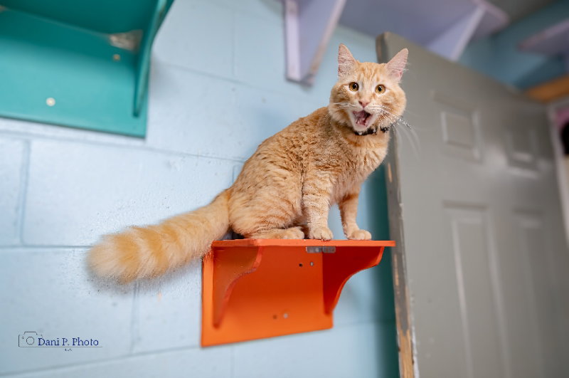Simba, photo 3