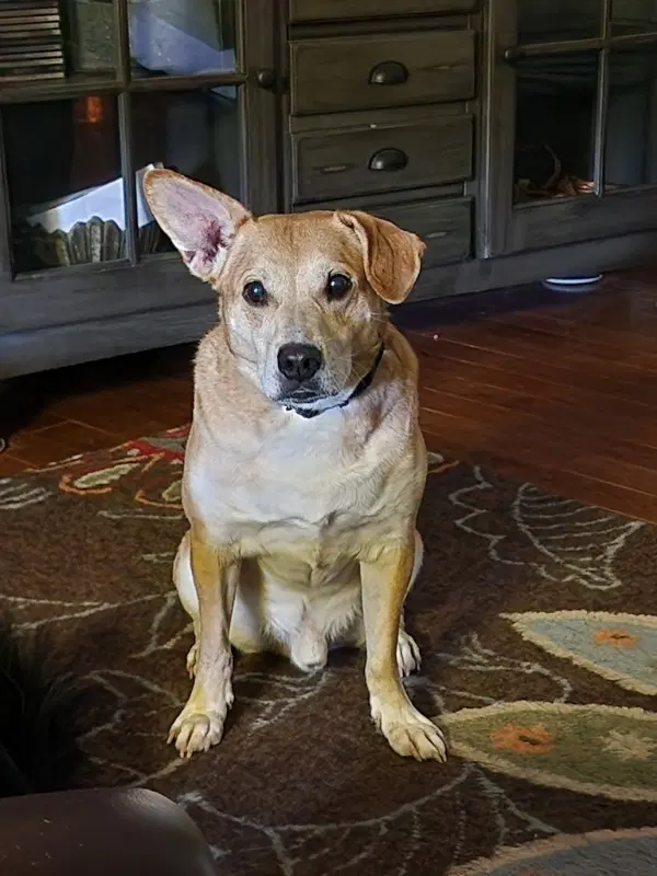 Watson - Chihuahua