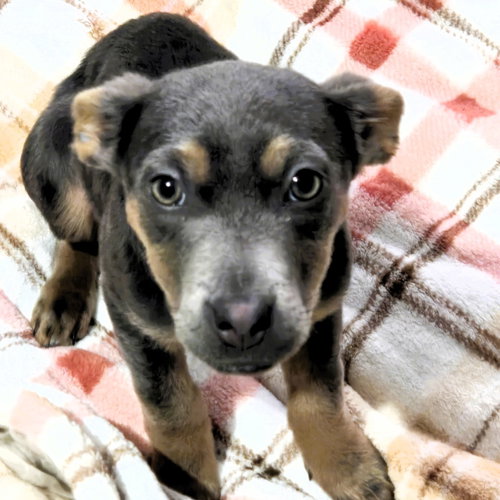 Greysie CP, an adoptable German Shepherd Dog in Locust Grove, GA