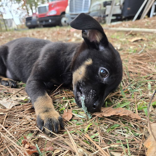 Lil B CP, an adoptable German Shepherd Dog in Locust Grove, GA