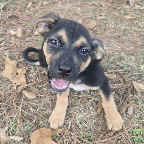 Junior CP, an adoptable German Shepherd Dog in Locust Grove, GA
