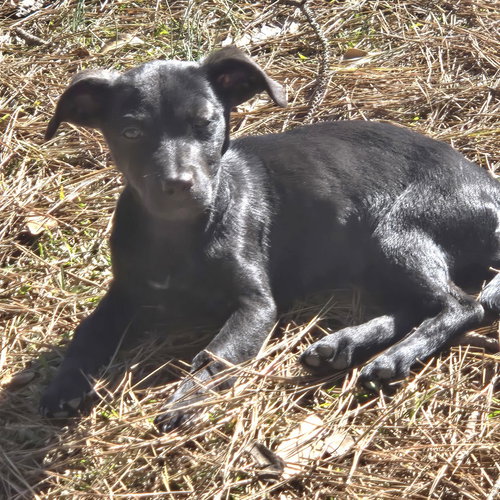 Macie Cp, an adoptable German Shepherd Dog in Locust Grove, GA