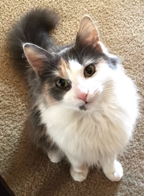 Glamour CP, Young Dilute Calico / Mixed (medium coat), cat for adoption in Marietta, Georgia