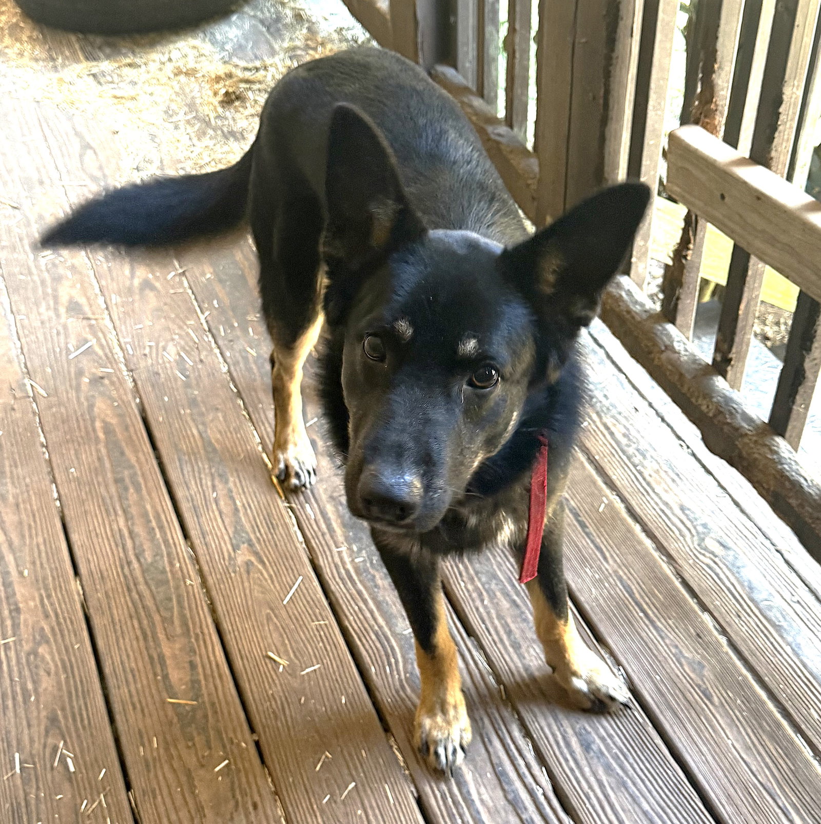 German Shepherd