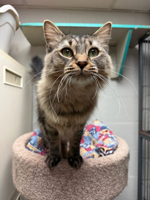 Eloise CCHS, Maine Coon / Mixed (long coat), cat for adoption in Marietta, Georgia