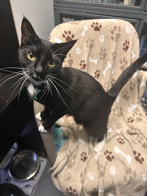Pepe CCHS, Young Tuxedo (short coat), cat for adoption in Marietta, Georgia