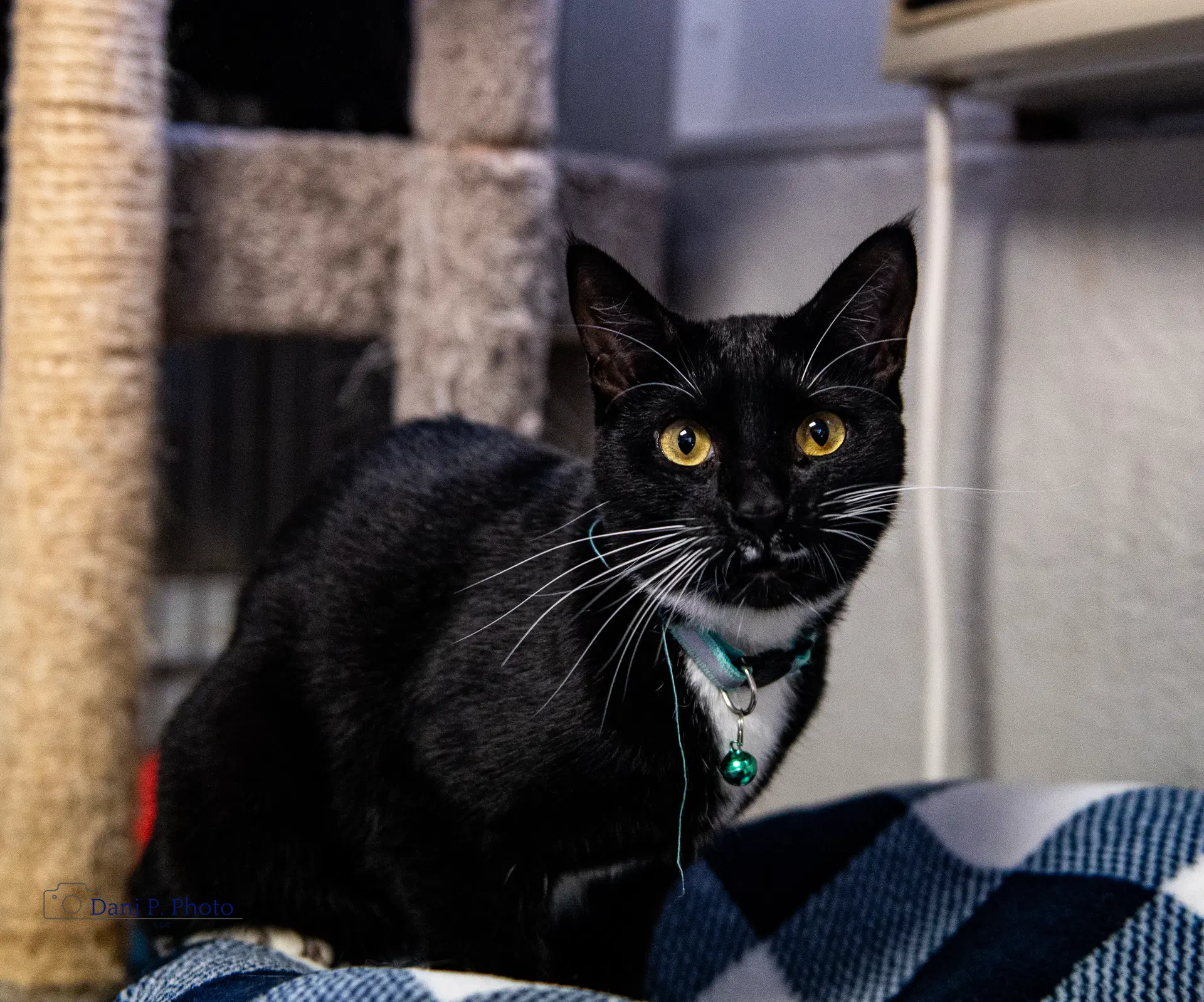 Pepe - Tuxedo