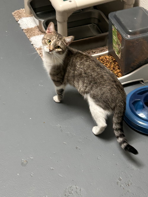 Khloe CCHS, Young Tabby (short coat), cat for adoption in Marietta, Georgia