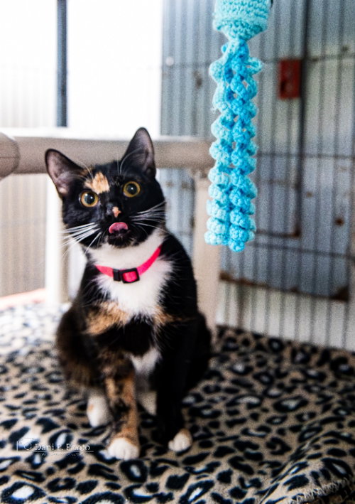 Claire CCHS, Young Tortoiseshell (short coat), cat for adoption in Marietta, Georgia
