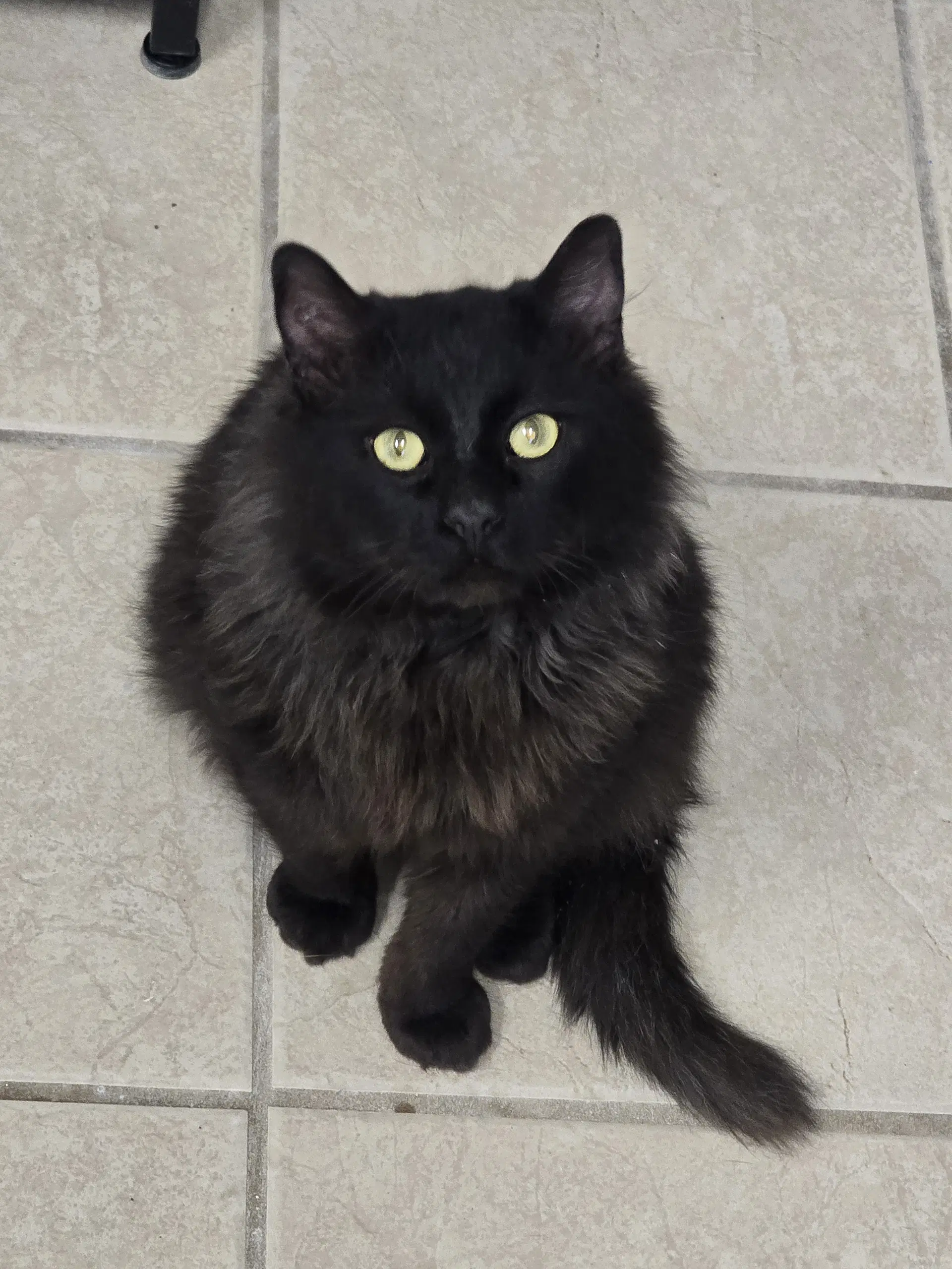 Zeke - Domestic Long Hair
