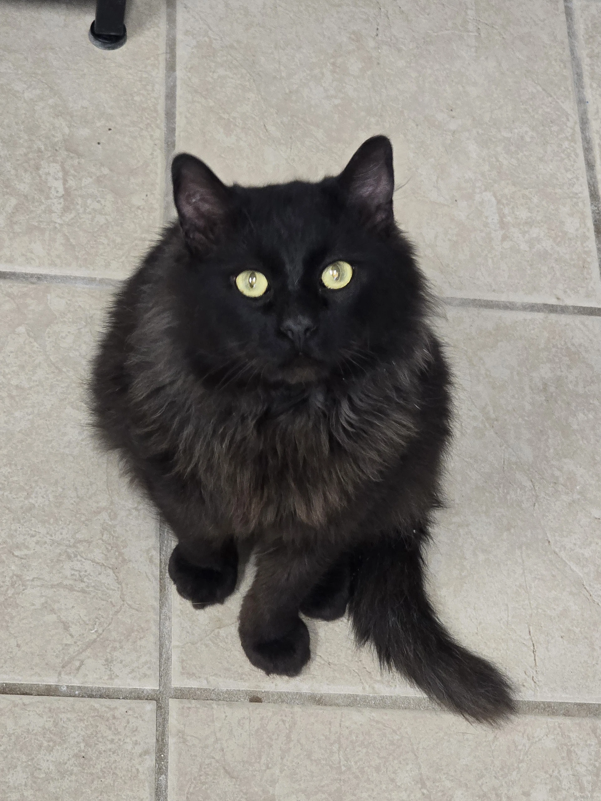 Zeke