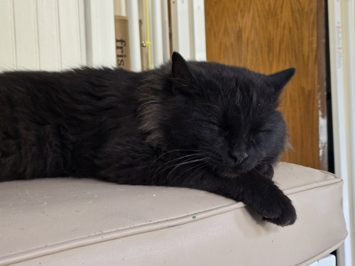 Photo 2 of Zeke