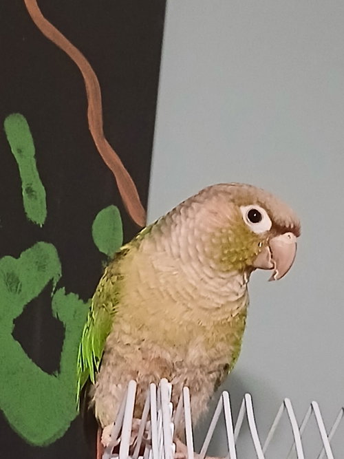 Rah-Rah Rasins, a parrot for adoption from Street Paws