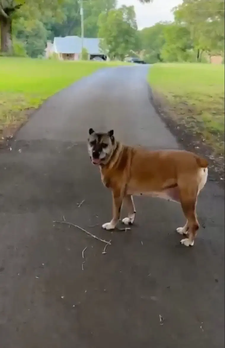 Sage - Mastiff