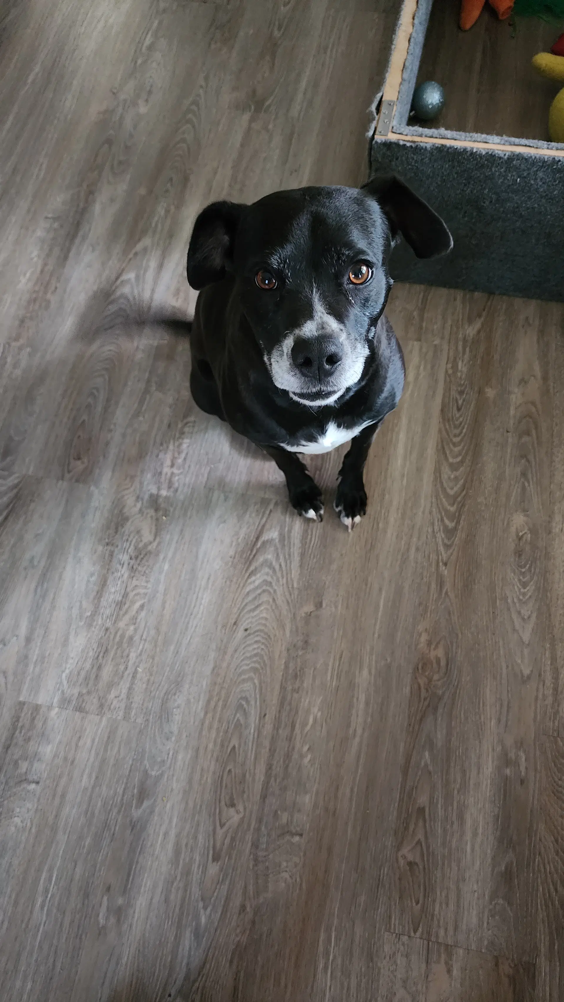 Daisy image 2