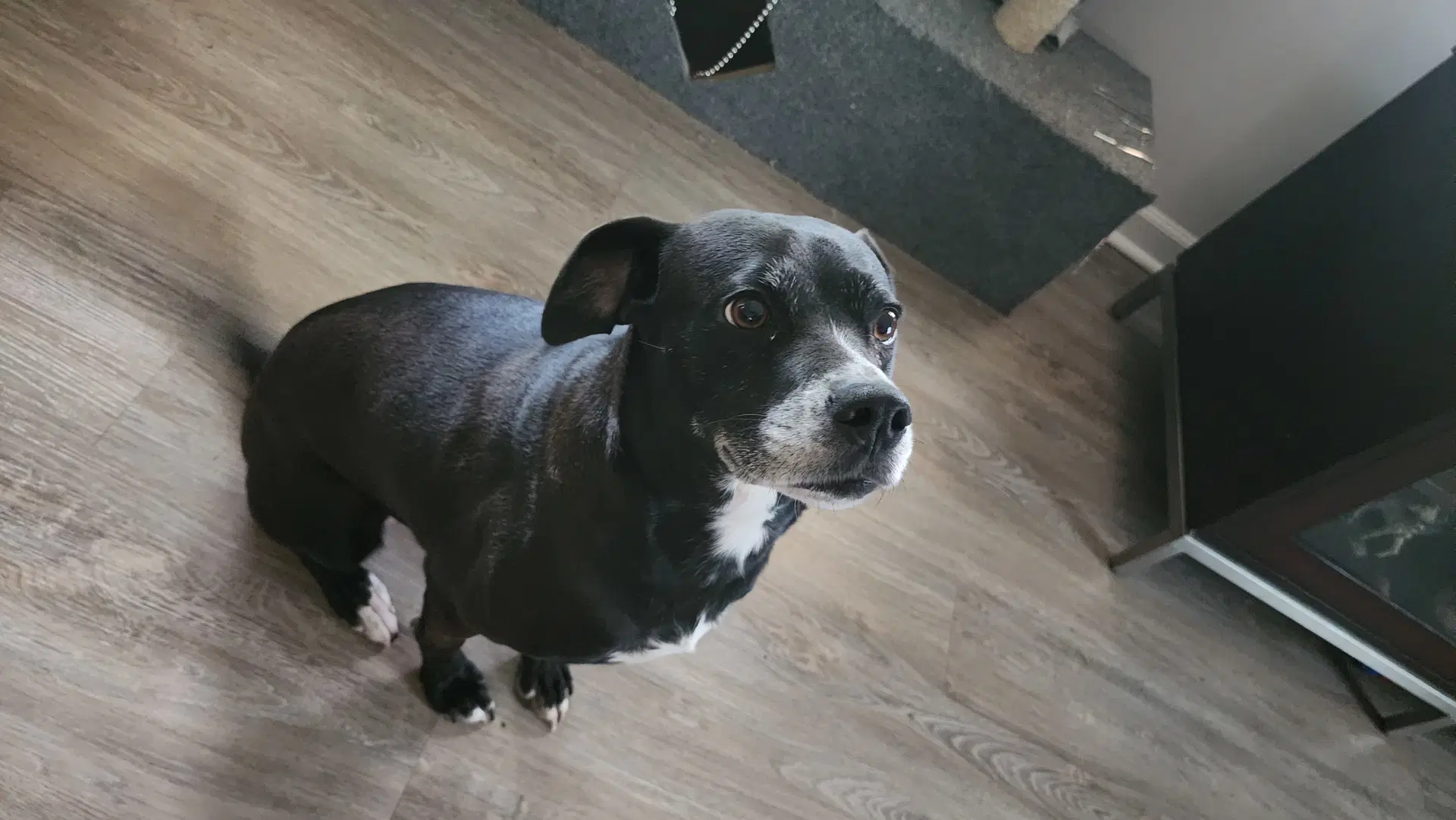 Daisy image 3