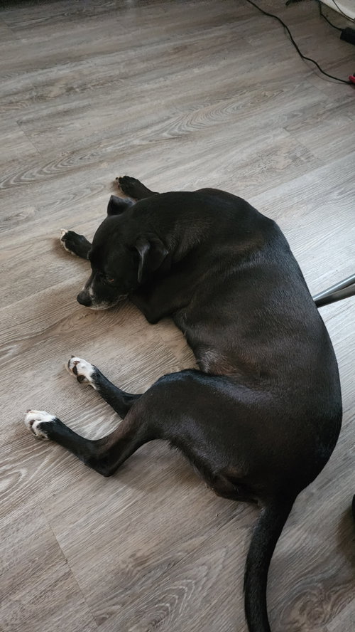 Daisy photo 3