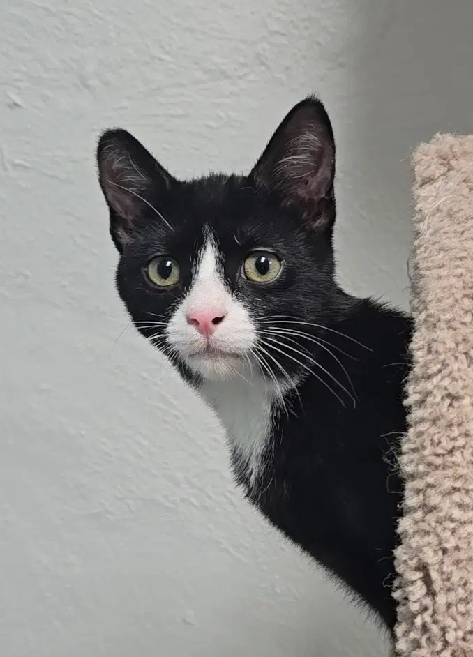Davinci - Domestic Short Hair