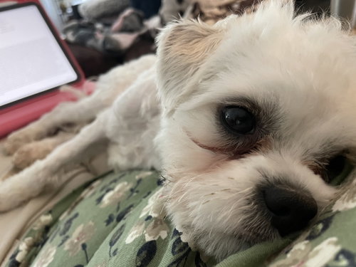Kiko