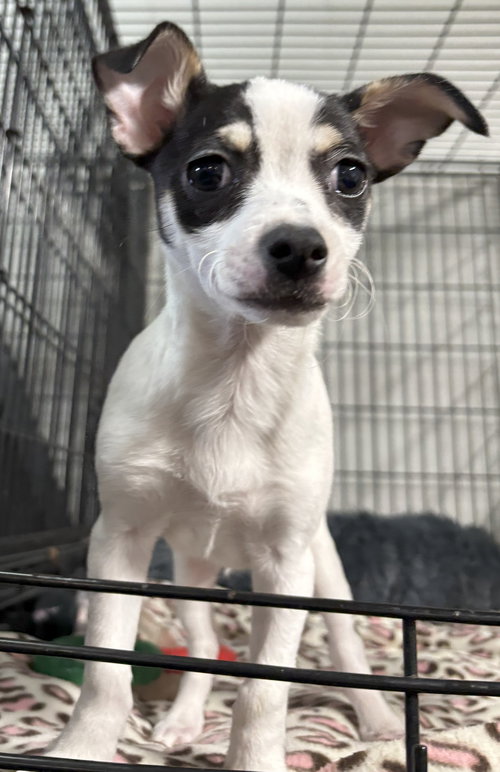 Jack Jack - CCHS, an adoptable Rat Terrier in Locust Grove, GA