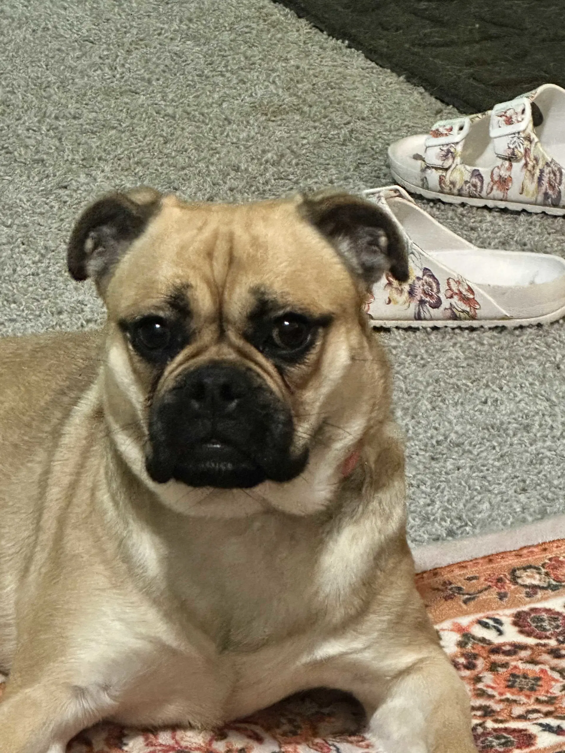 Twix Bella - Cchs - Pug