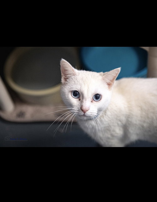 Marshmallow, an adoptable Domestic Short Hair in Locust Grove, GA