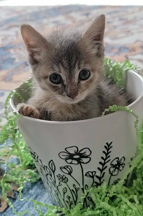 Lily