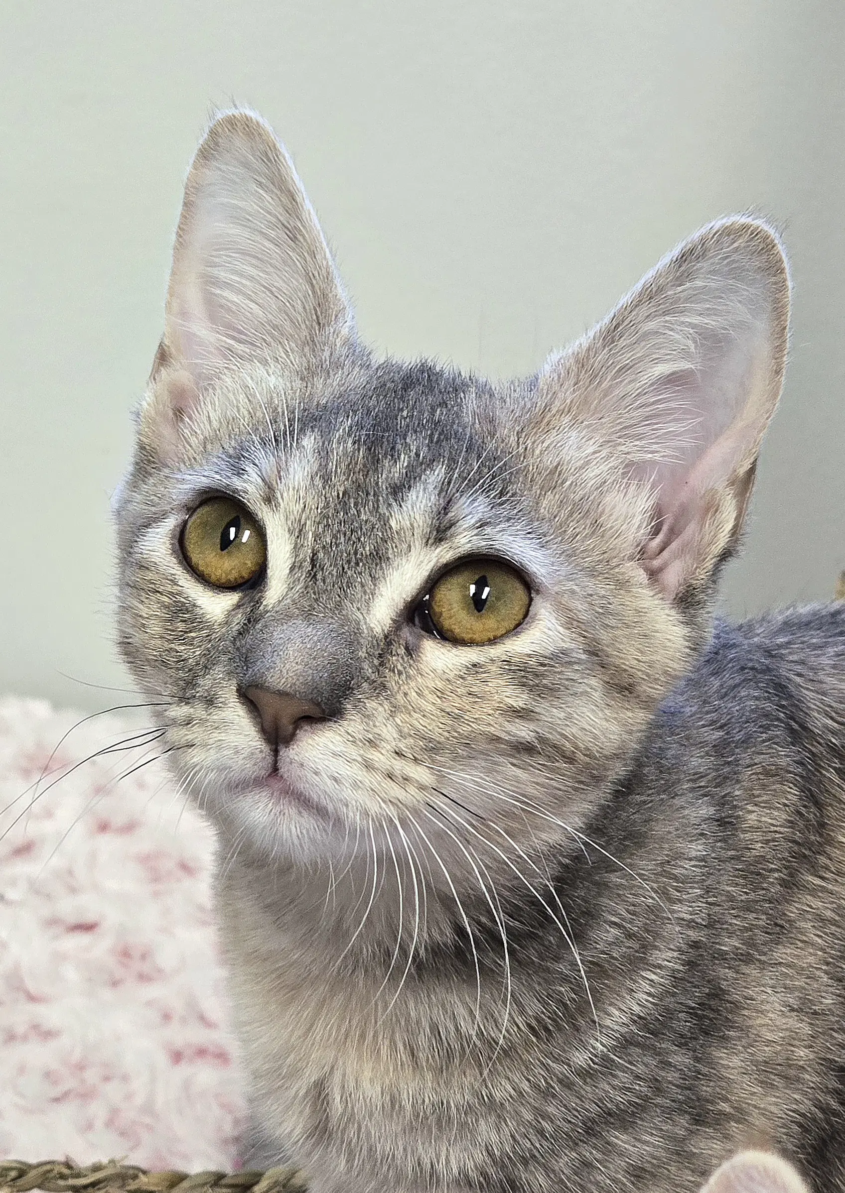 Lily - Domestic Short Hair