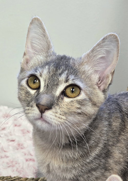 Lily, a cat for adoption from Street Paws