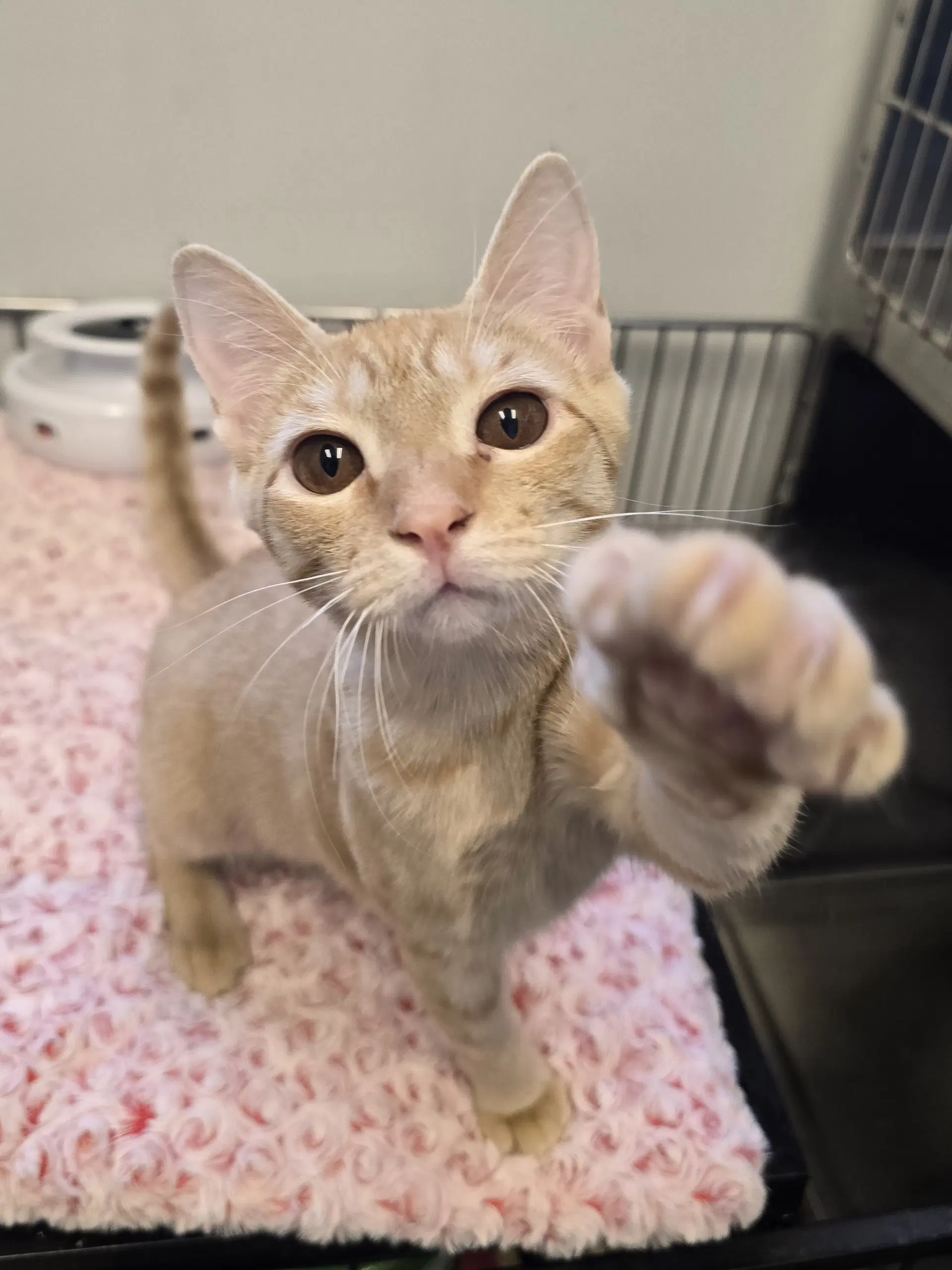 Sunflower - Domestic Short Hair
