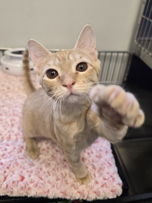 Sunflower, a cat for adoption from Street Paws