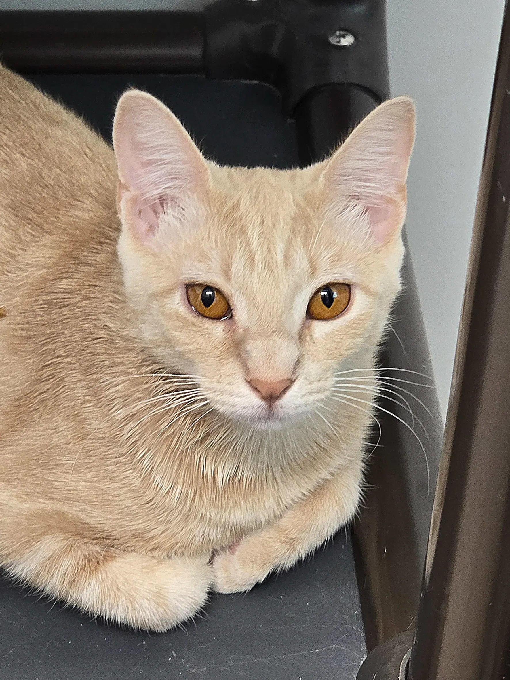 Buttercup - Domestic Short Hair
