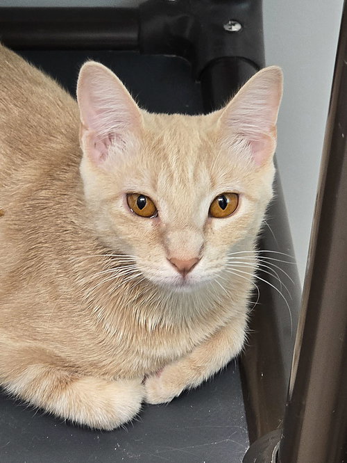 Buttercup, a cat for adoption from Street Paws