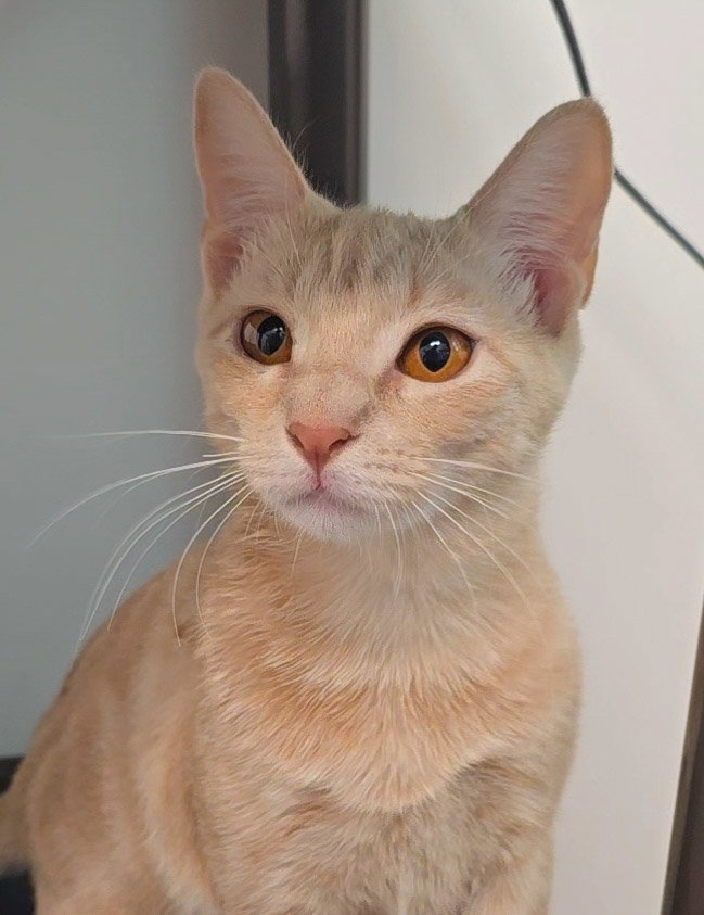 Buttercup, photo 2