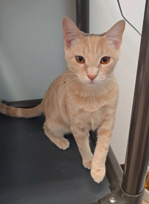 Photo 3 of Buttercup