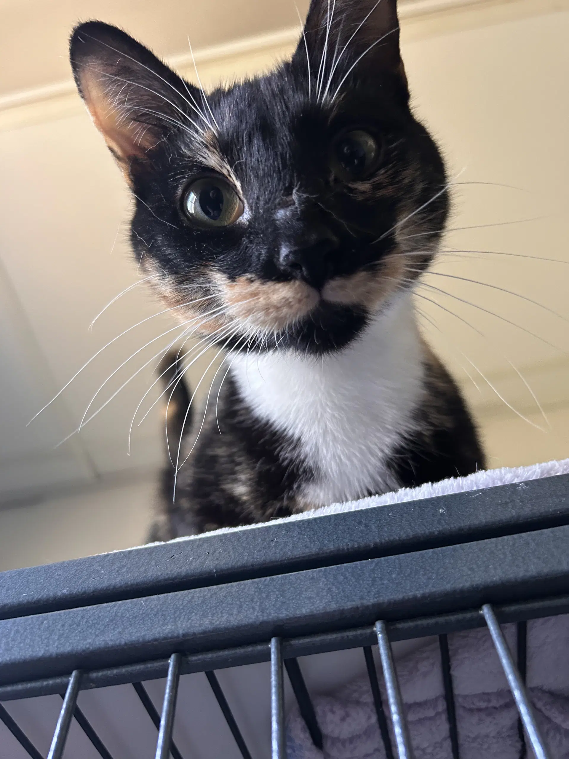 Rosie image 2