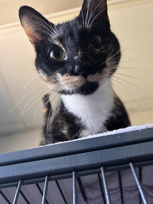 Rosie -cchs, Tortoiseshell, cat for adoption in Marietta, Georgia