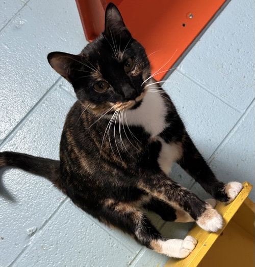 Rosie, a cat for adoption from Street Paws