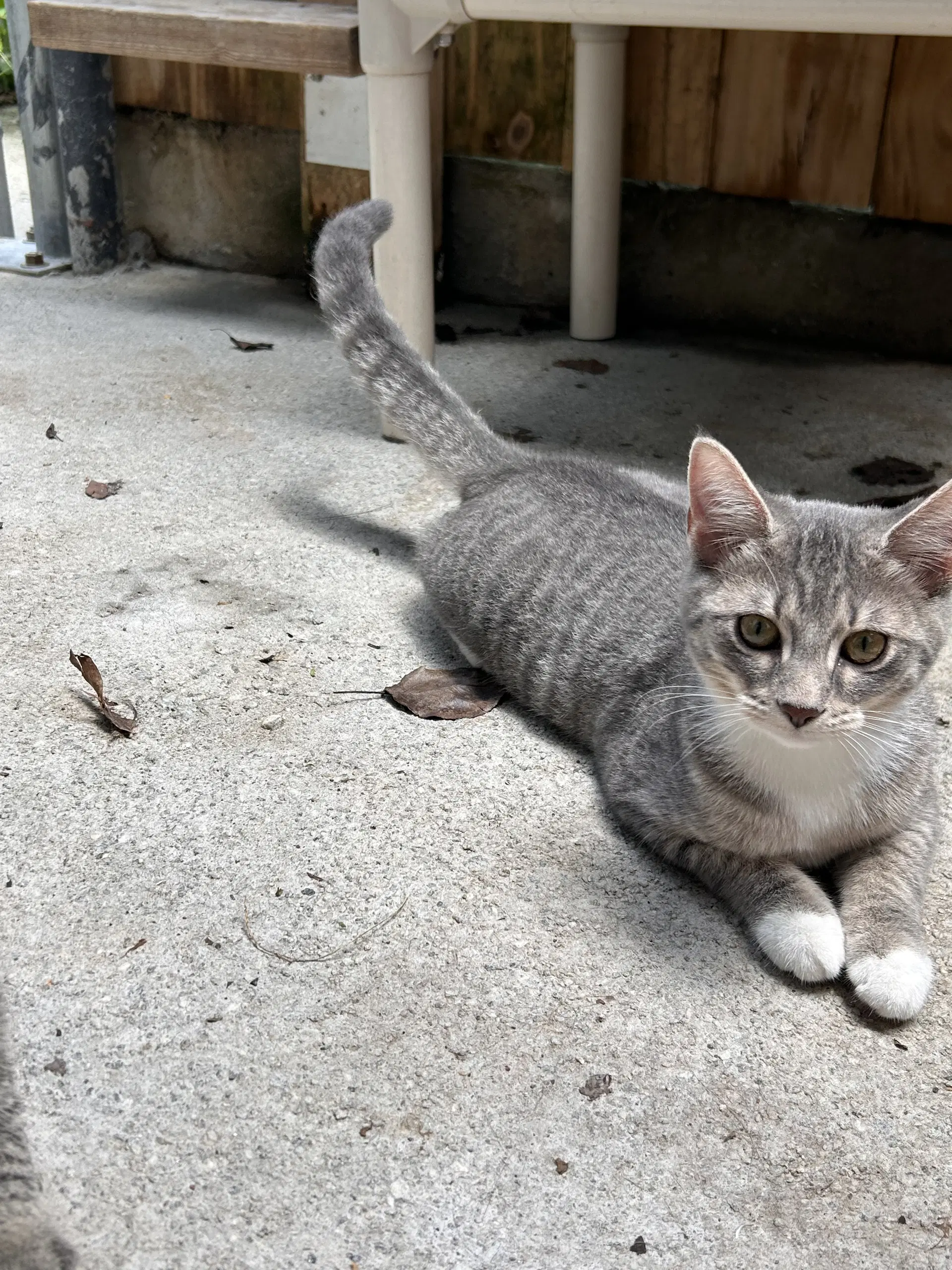Coconut - Domestic Short Hair