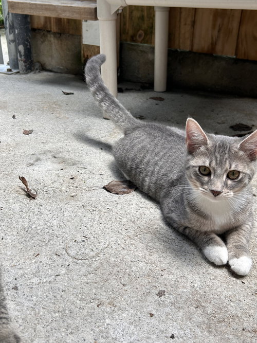 Coconut, a cat for adoption from Street Paws