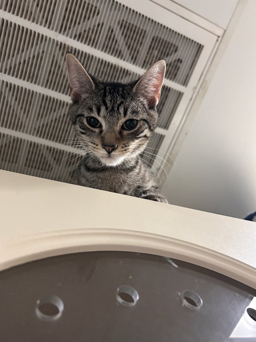Lime, a cat for adoption from Street Paws