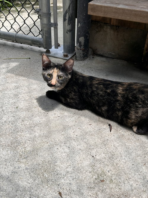 Margarita, a cat for adoption from Street Paws