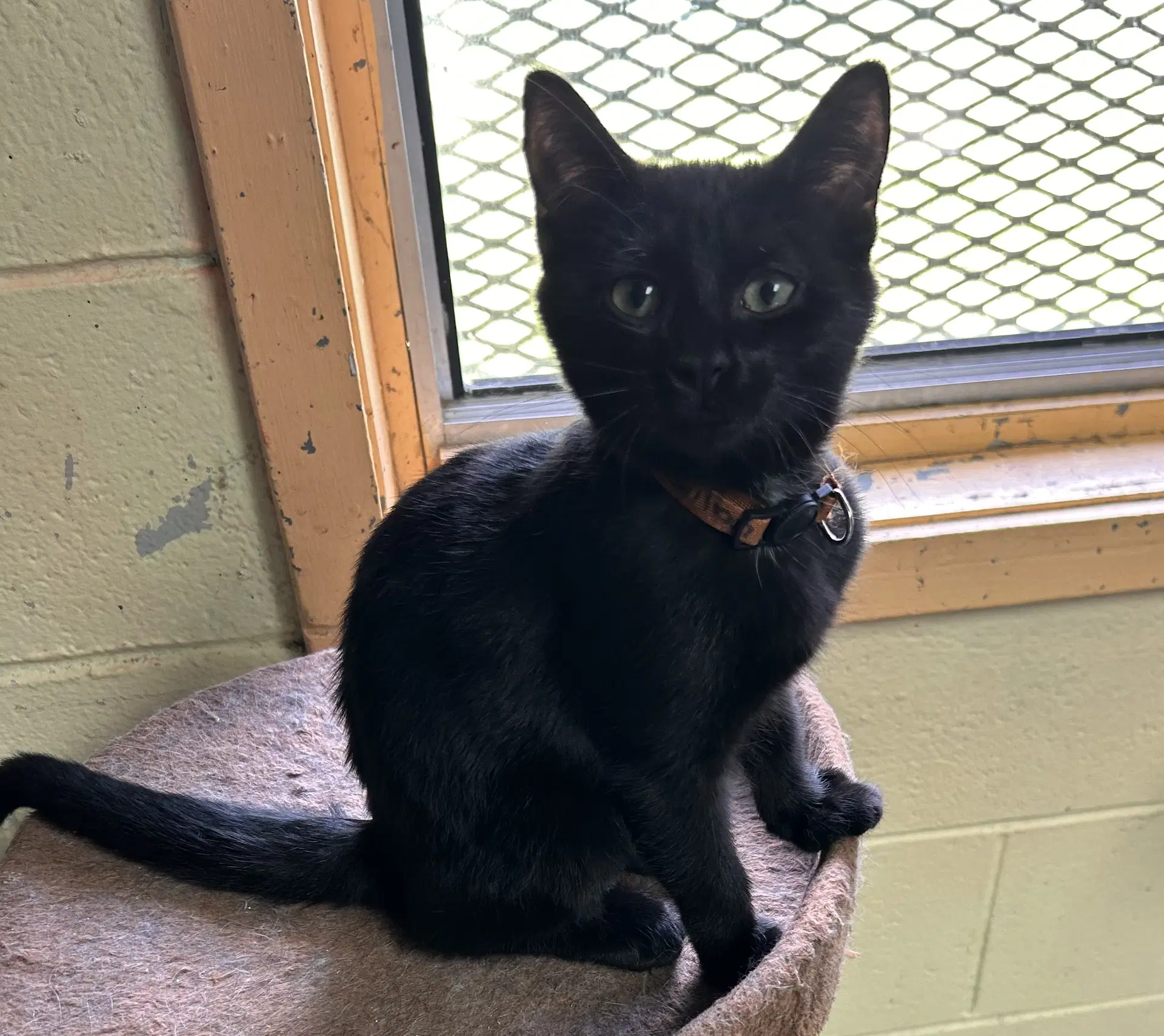 Gillian - Domestic Short Hair