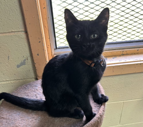 Gillian, a cat for adoption from Street Paws
