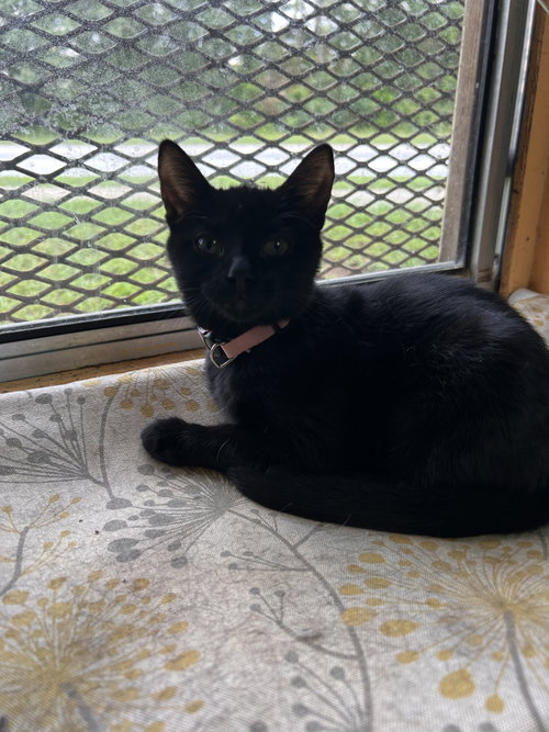 Kylie, a cat for adoption from Street Paws