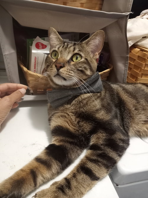 Deebo CP, an adoptable Tabby in Locust Grove, GA
