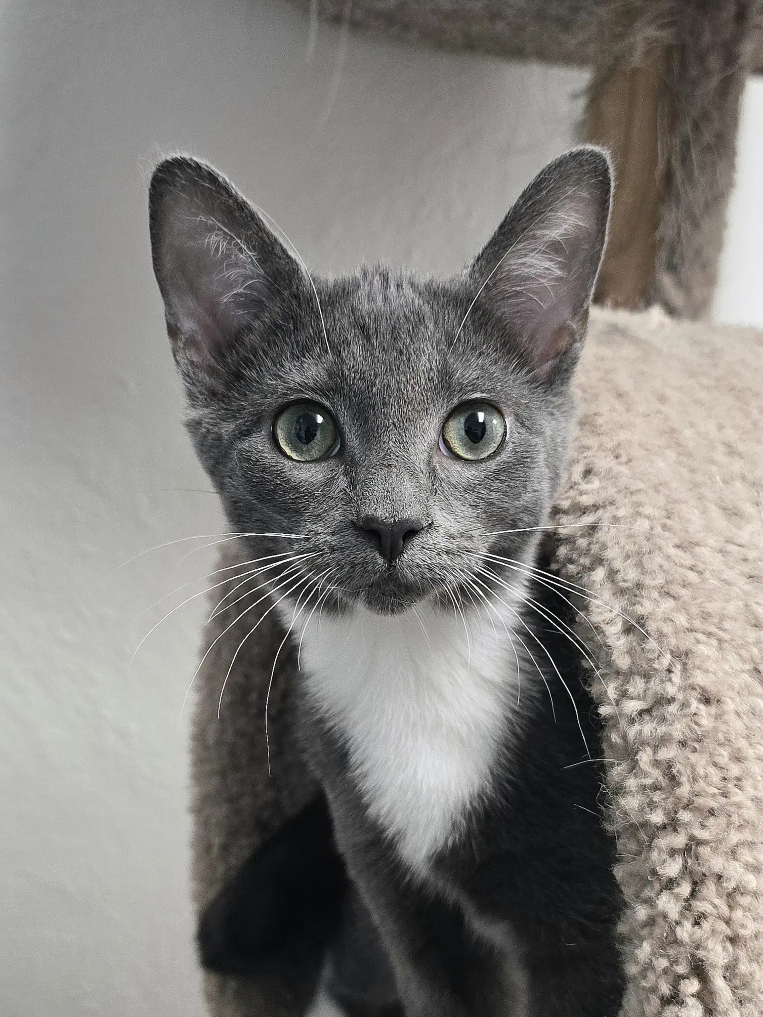 Chai - Domestic Short Hair
