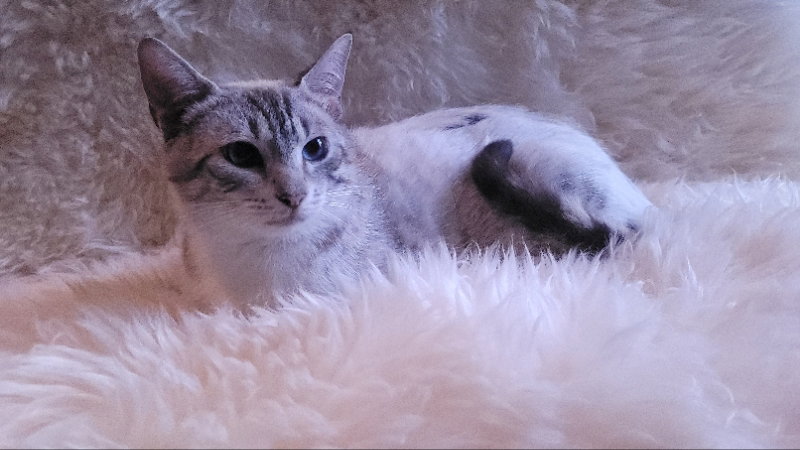 Lagetha, photo 3